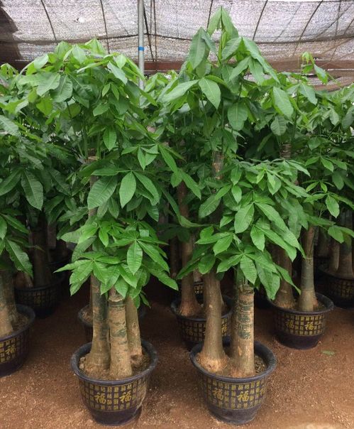 深圳專業花卉綠植服務 租借、銷售與養護的一站式解決方案