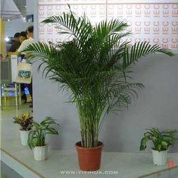 無錫企業綠植租擺服務 花卉租賃，為您的空間注入自然活力