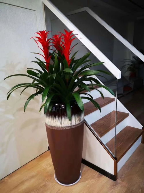 深圳辦公室花卉綠植租擺服務 美化空間，煥發企業活力