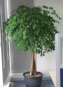 天心區綠植花卉租擺服務專家——長沙久綠園藝，全方位美化您的空間