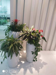 綠色生活，觸手可及 花卉綠植租借的全方位指南